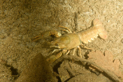 2020-10-22-Leštinka